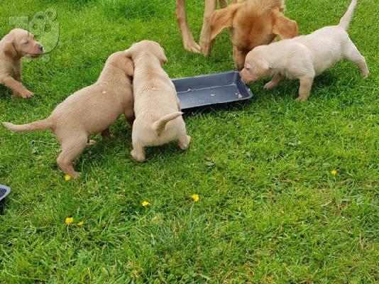 Προς πώληση Labrador Retriever Σκύλοι και κουτάβια